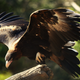 Illustration for article titled Australian Animals That Wont Kill You, Ranked